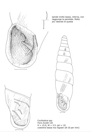 Cochlodina Forni Avoltri UD